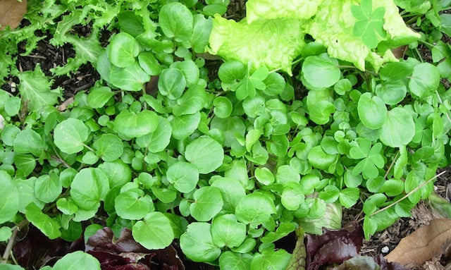 Cài Xoong thủy canh