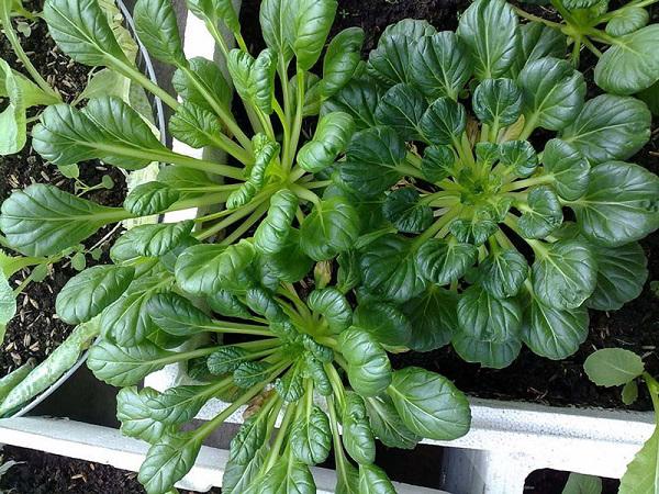 Cải hoa hồng Taso