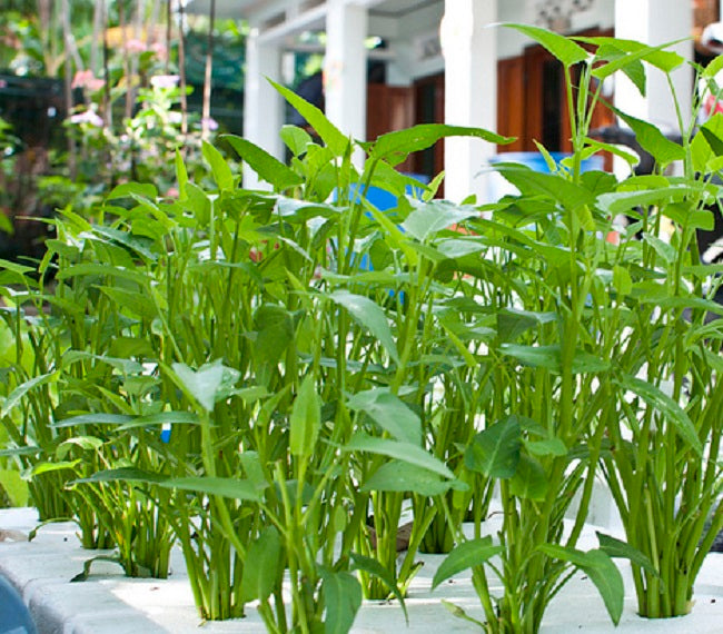 Rau Muống thủy canh